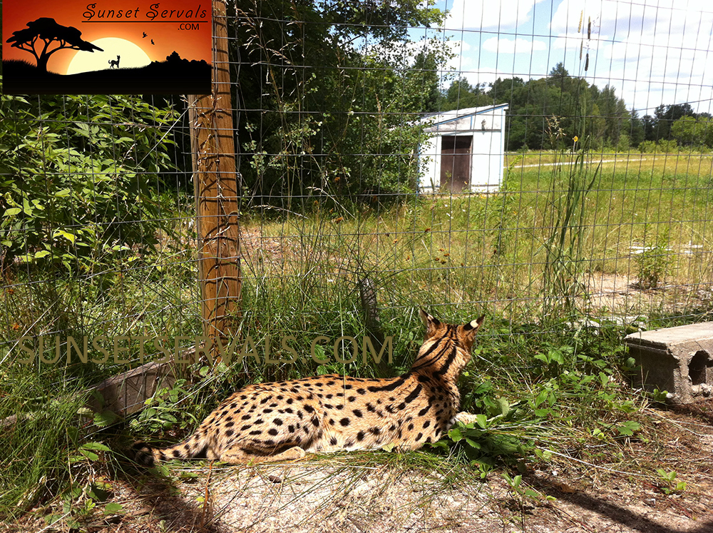 serval cat kitten available canada ontario united states worldwide savannah f1 f2 f3 f4 f5 f6 caracal